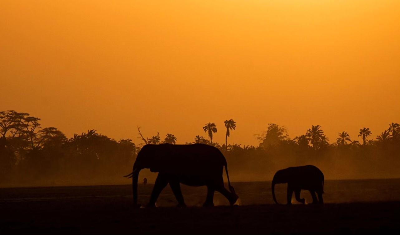 7 Days Kenya Safari Tour: Explore Amboseli, Lake Naivasha and Maasai Mara with African Sermon Safaris 7 Days Kenya Safari Tour - Explore Amboseli, Lake Naivasha, and Maasai Mara with African Sermon Safaris, African Safari Tours