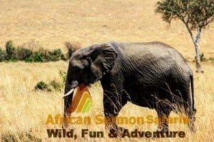 6 Days Aberdare, Lake Nakuru, Masai Mara safari tour Kenyan safari tour in Maasai Mara with elephants game viewing safari masai mara culture