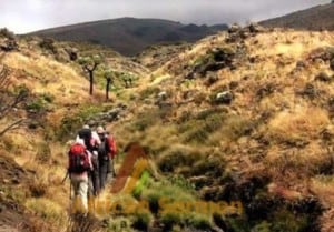Lemosho Route 8 days Kilimanjaro climb, hiking or trekking