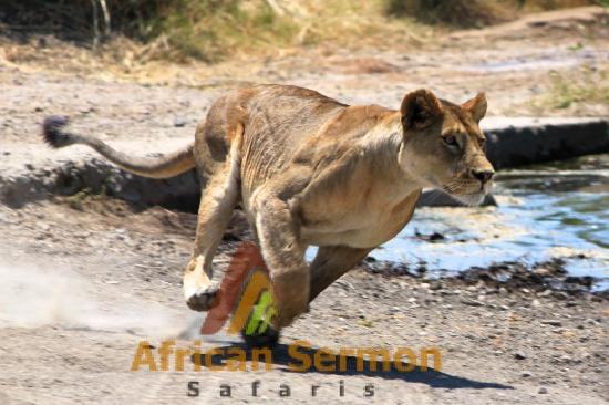 Holiday tanzania Safari tours with lion hunting deals 2021 & 2022