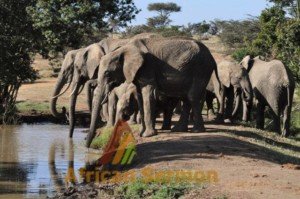 kenya-wildlife-safaris-tour-elephants-drinking-water-safari-in-kenya-africa