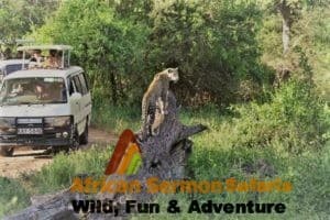 Kenya safari booking terms and conditions - safari bookings kenya