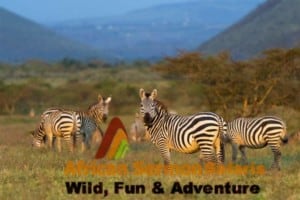 11 days kenya tanzania combined tour and safari. Kenya Tanzania African safari tour