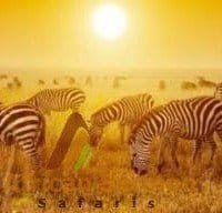 The Best Value 10 Days To Kenya Safari Experience 2025