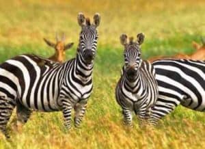 Tanzania national parks - national parks of tanzania