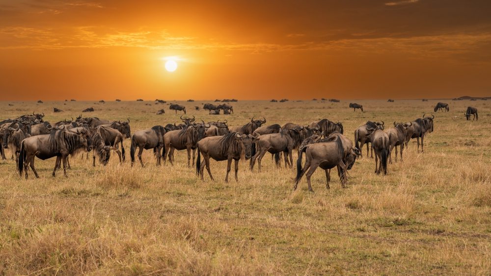 Wildebeest Great Migration in Masai Mara, Kenya.