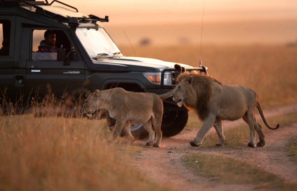 Safari vehicle watching lions on Masai Mara game drive.
