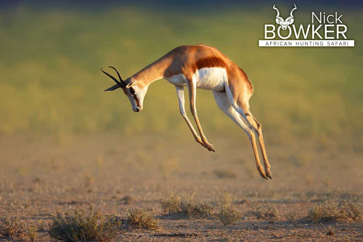 Springbok Hunting in - All You Need to Know About Springbok Hunts 15 Springbok prancing on the plains