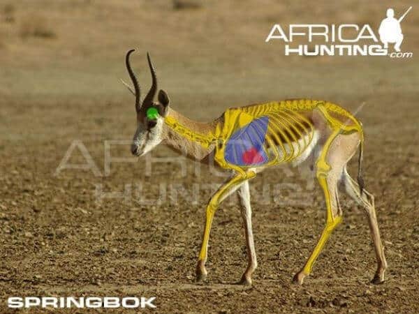 Springbok Hunting in - All You Need to Know About Springbok Hunts 9 Vital organs showing the heart and lungs for shot placement.