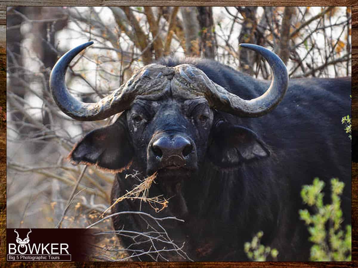 African Hunting Safari - How Much does a Hunt in Africa Cost? 28 Buffalo sighting on a guided Big 5 tour.
