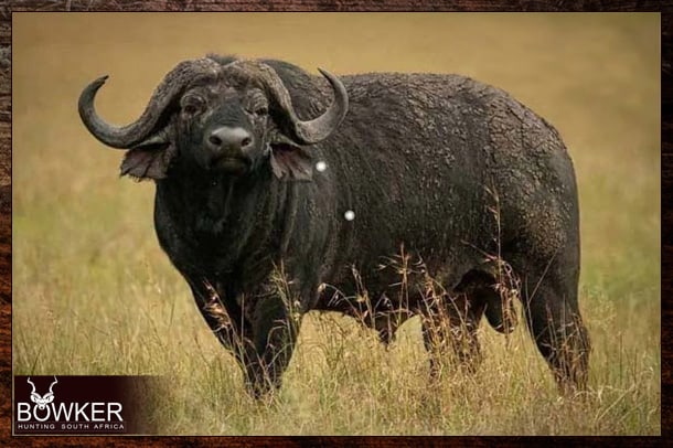 Here is a list of questions to ask an African outfitter to help make your choice. African or Cape Buffalo hunting with Nick Bowker.