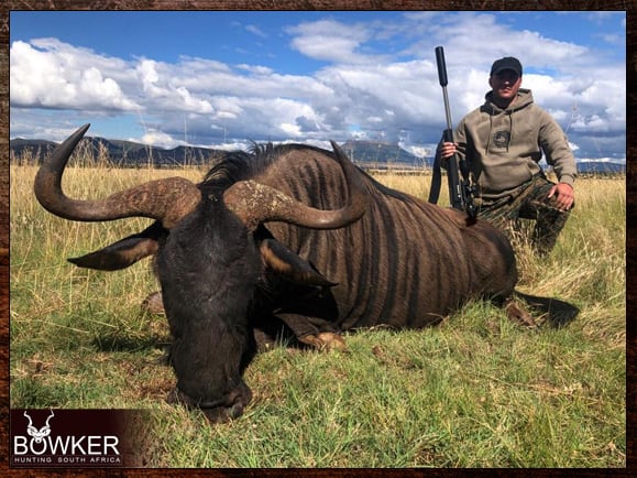 African Hunting Safari - How Much does a Hunt in Africa Cost? 3 Hunting in Africa with Nick Bowker. Blue Wildebeest hunt.