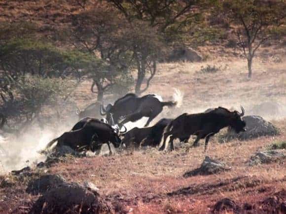 Nick is an Outfitter with more than 25 years of professional experience and had offered a fantastic 7 animal trophy package Hunting safari in Africa. Nick is an Outfitter with more than 25 years of professional experience.