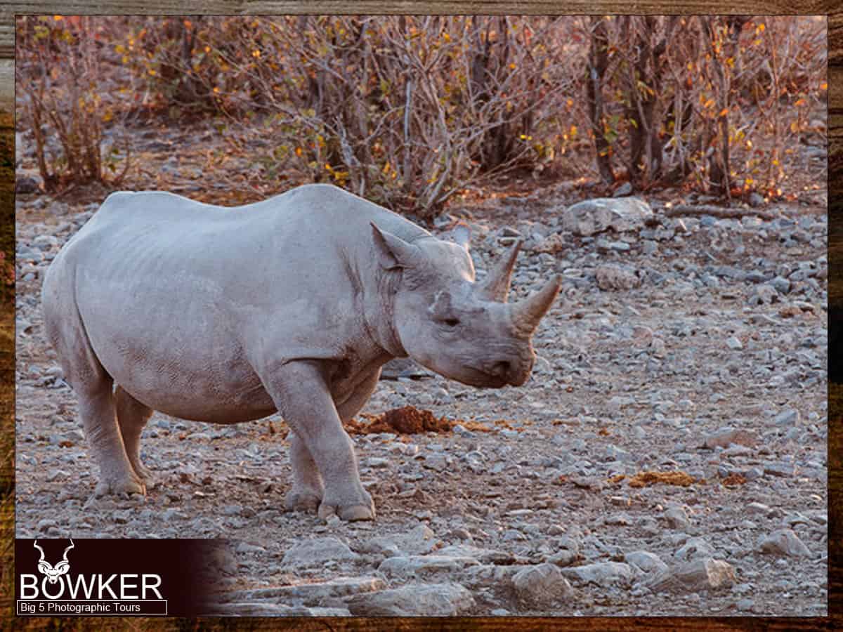 Big 5 Guided Photographic Safari - Eastern Cape South Africa 9 Black Rhino in Camdeboo National Park