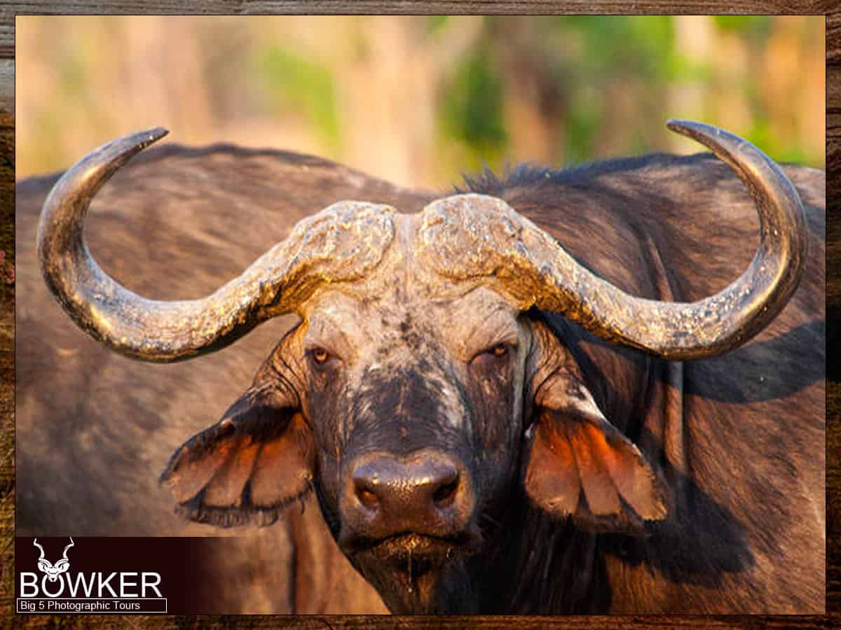 Cape Buffalo sighting big five tours.