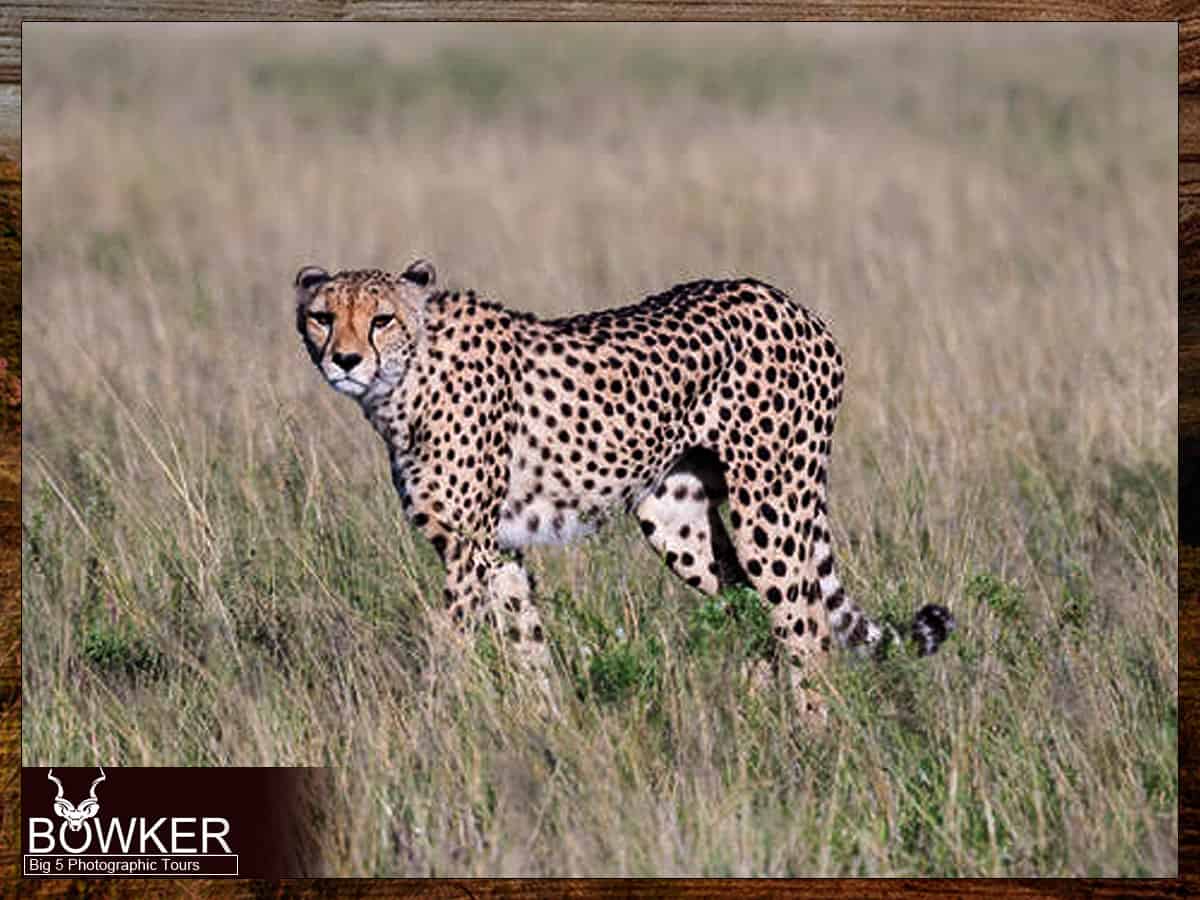 Big 5 Guided Photographic Safari - Eastern Cape South Africa 7 Mountain Zebra park cheetah sighting.