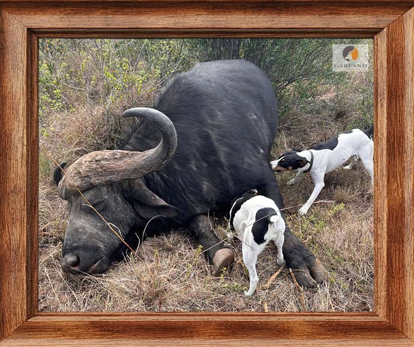 Cape Buffalo hunted with Brendan Moorcraft of Garland Safaris