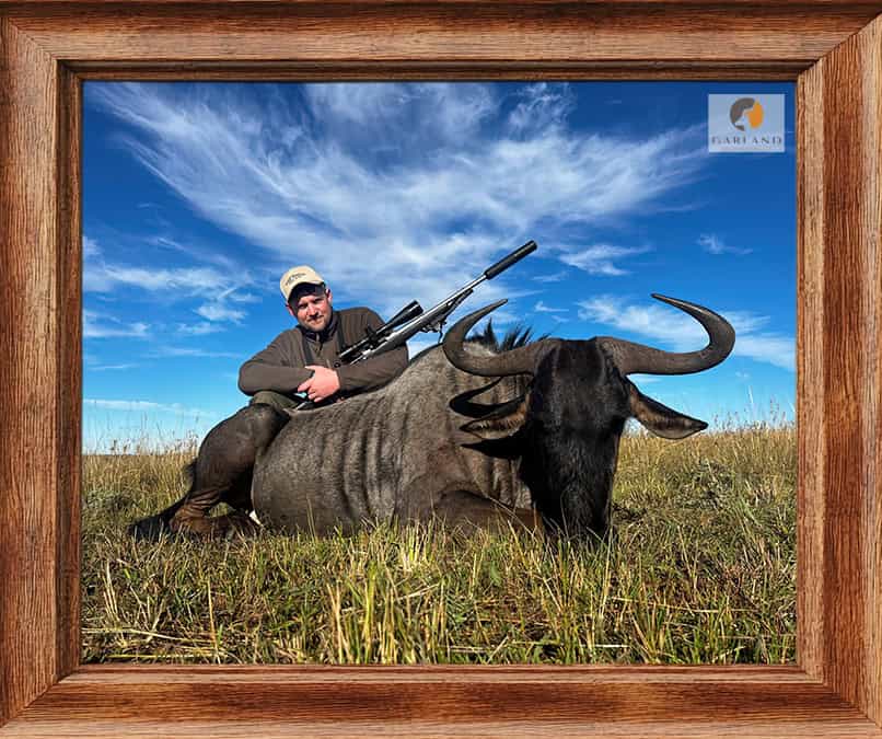 Blue Wildebeest hunts