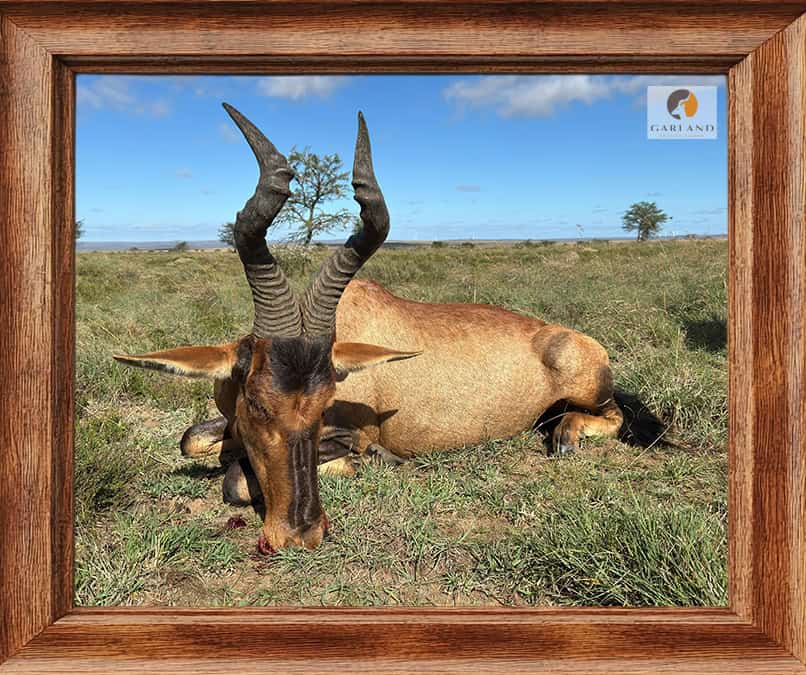 Red Hartebeest hunts