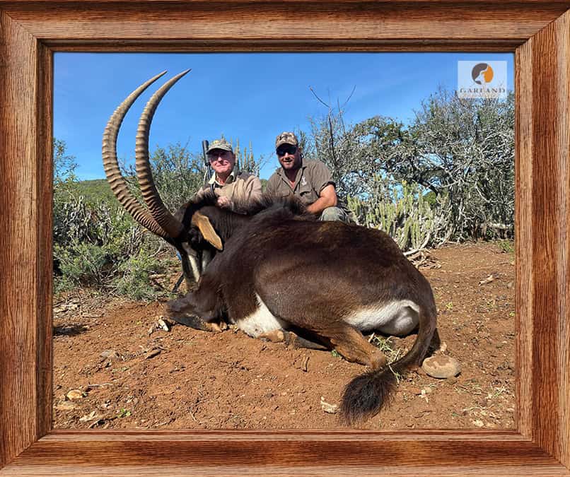 Sable antelope hunted with Brendan Moorcraft of Garland Safaris