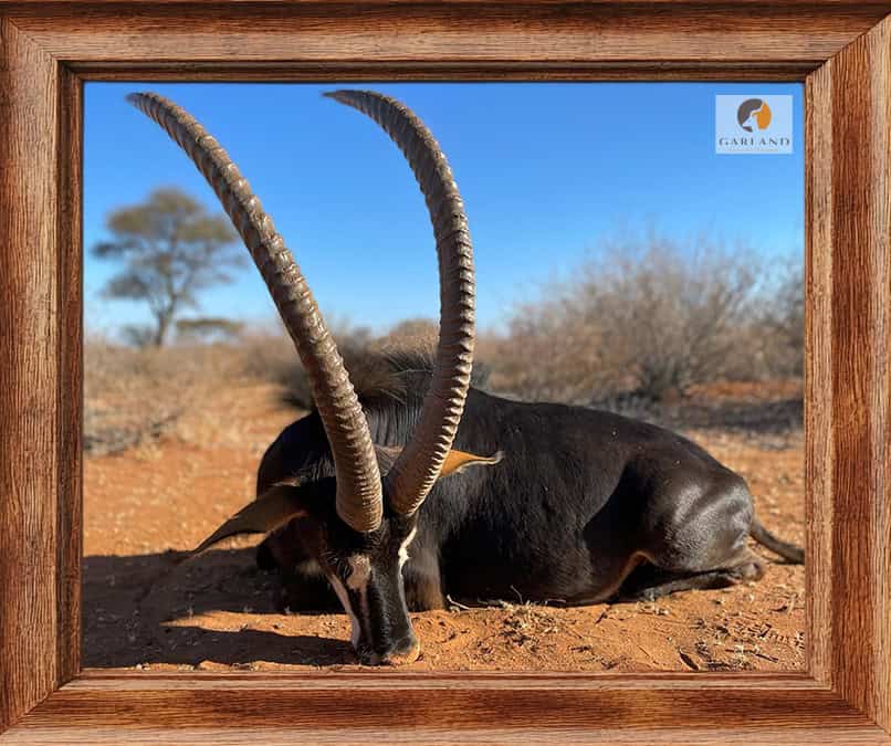 Sable antelope hunted with Brendan Moorcraft of Garland Safaris