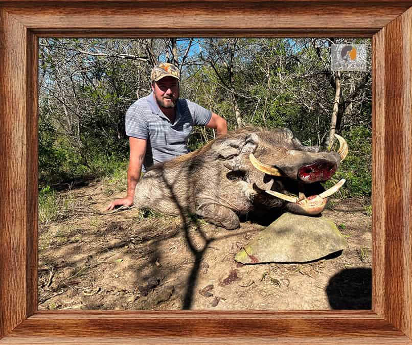 African Hunting Packages - Calculate Your Africa Safari Hunt Trip Cost 5 Warthog Trophy