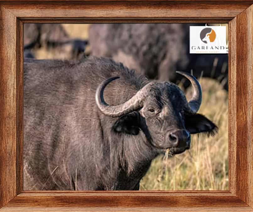 Sable hunting - Shot placement for Sable antelope hunting Cape Buffalo cow package