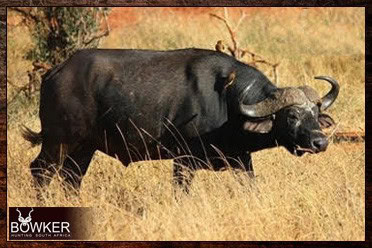 African Hunting Safari - How Much does a Hunt in Africa Cost? 11 Cheap cape buffalo packages.