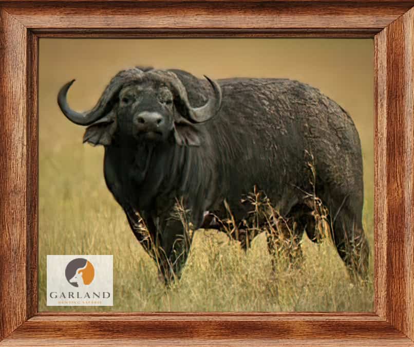 Cape Buffalo Hunt deal