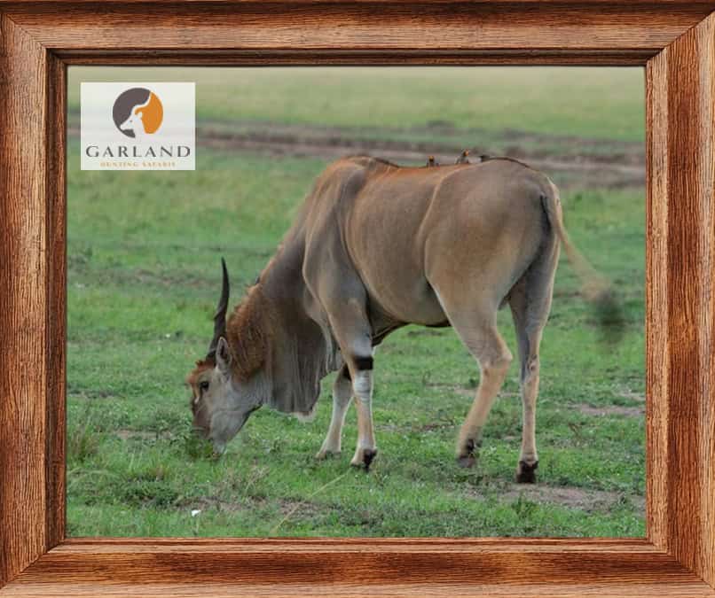 Cape Eland Hunt Deal