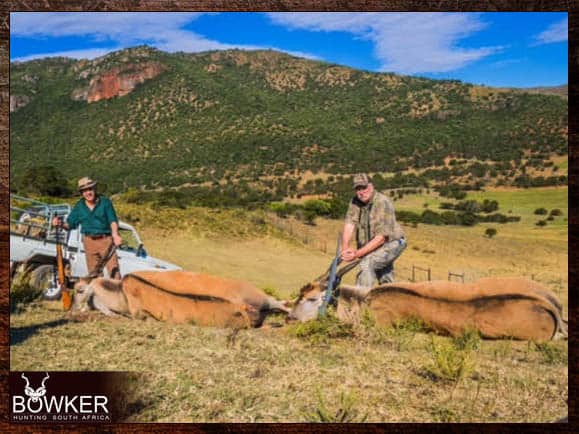 While touring their quaint log home, Thomas showed us his African trophies. You know one thing leads to another, and a year later, Thomas and I are on an airplane to Africa. Wild! My first African hunt Two Eland trophies