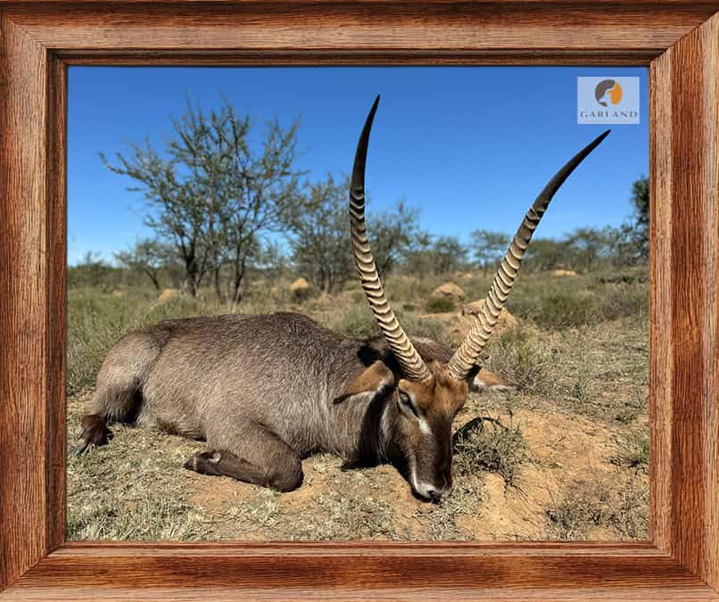 Waterbuck  hunted with Brendan Moorcraft of Garland Safaris