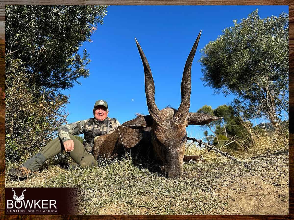 African Hunting Safari - How Much does a Hunt in Africa Cost? 41 How will i get my taxidermy done - Bushbuck trophy