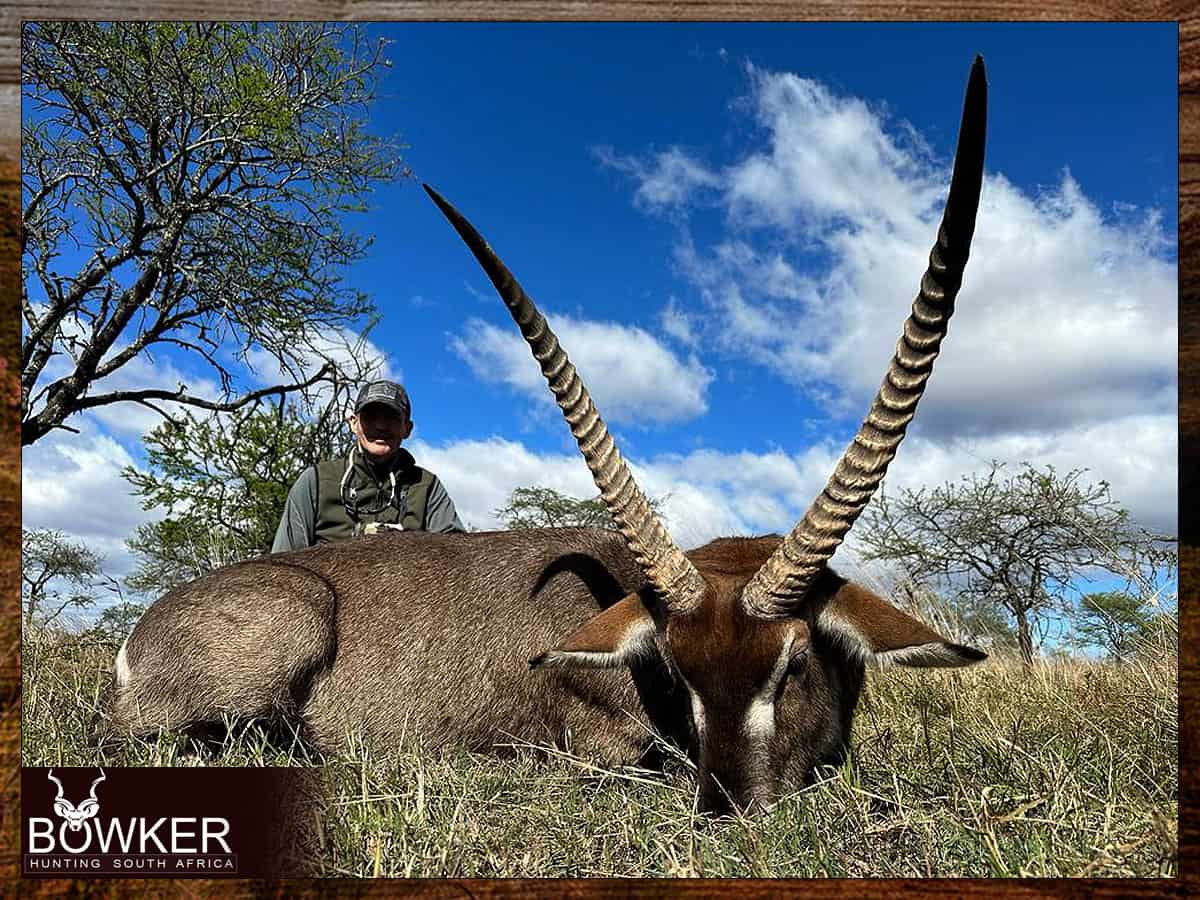 African Hunting Safari - How Much does a Hunt in Africa Cost? 40 How are hunts in Africa conducted - Waterbuck trophy