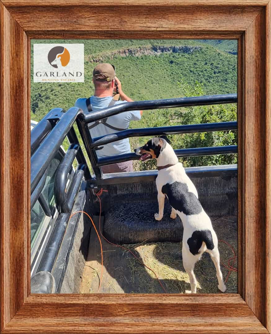 Dog on the back of a hunting vehicle