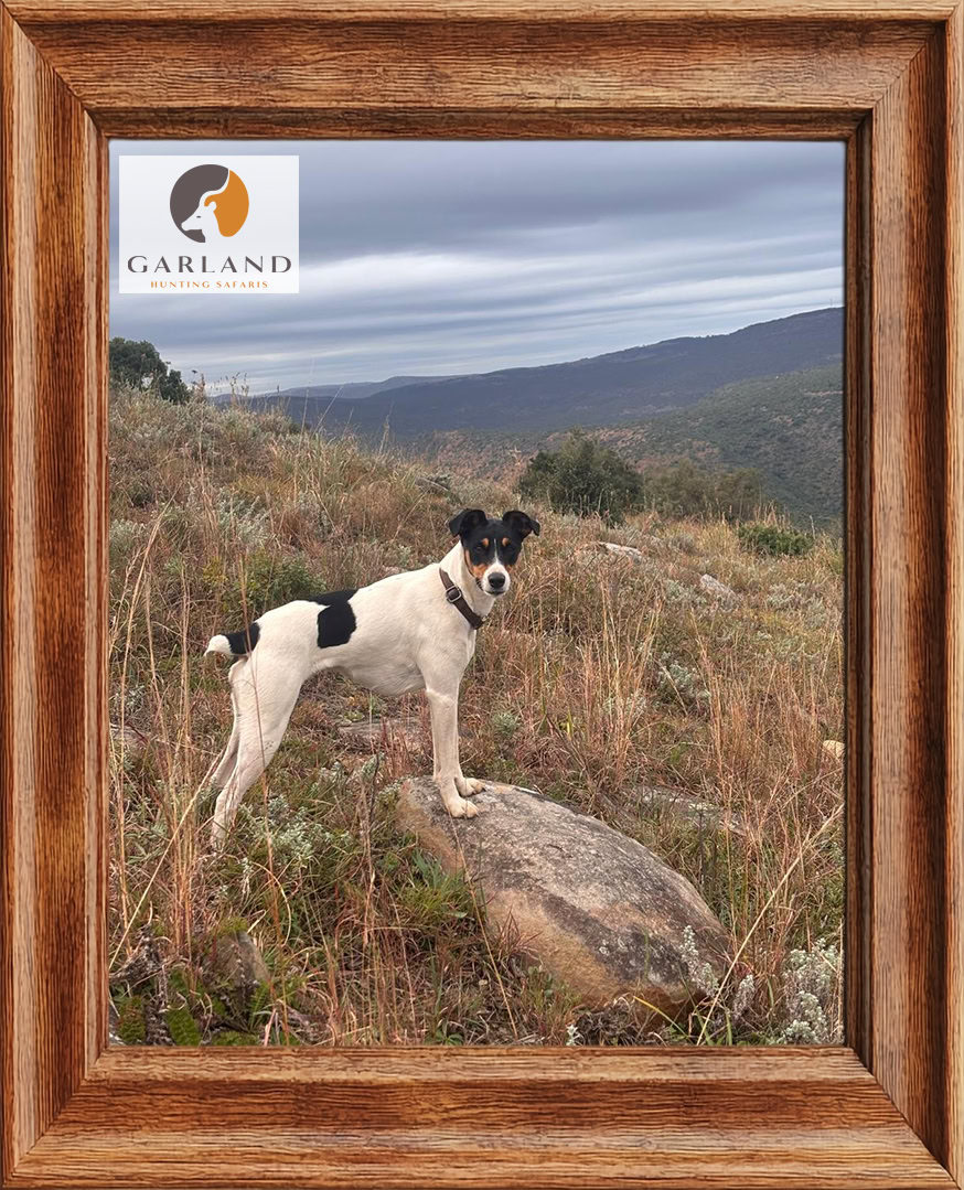 Brendans hunting hound