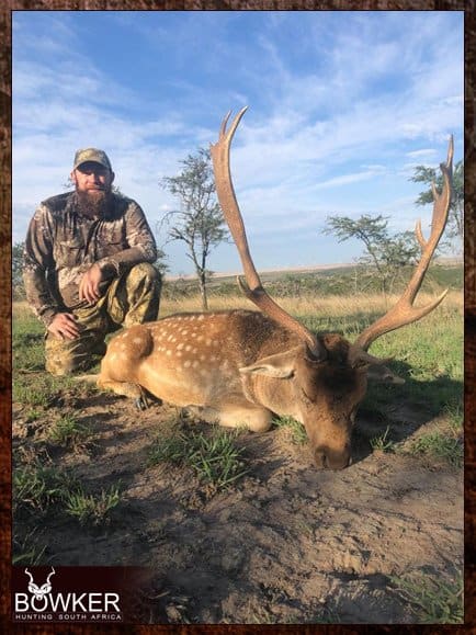 African Hunting Safari - How Much does a Hunt in Africa Cost? 26 Hunting fallow deer in Africa.