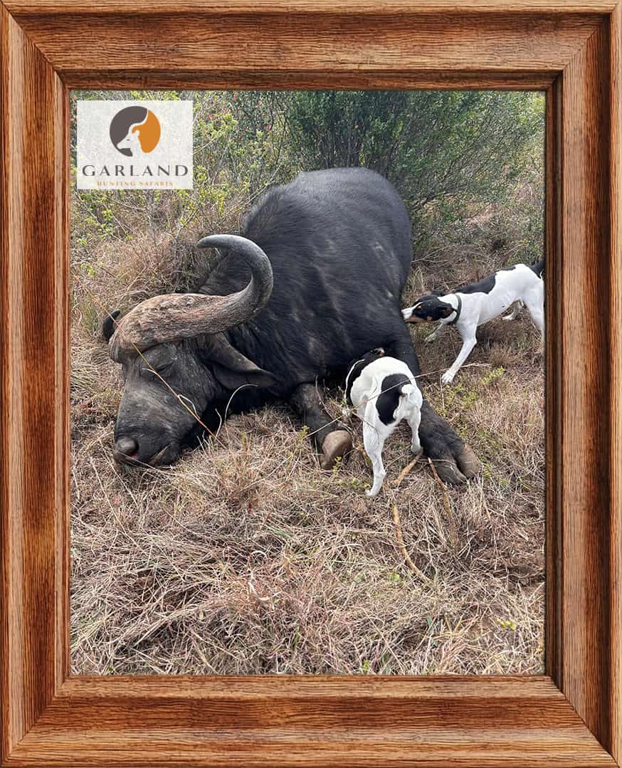 Hunting dogs with cape buffalo