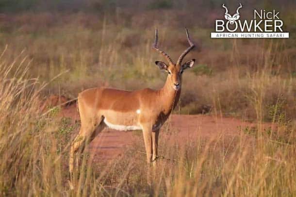 Shot placement should be on the bottom third of the shoulder for impala hunting. Shot placement should be on the bottom third of the shoulder for impala hunting.