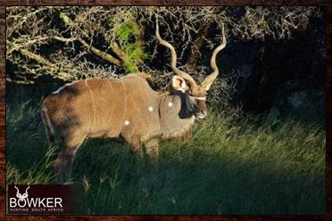 African Hunting Safari - How Much does a Hunt in Africa Cost? 7 Kudu gemsbok plains game package.