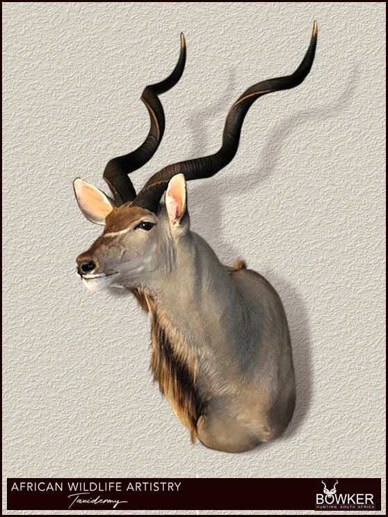 Our Taxidermist - Rudolph and Caroline Ferreira 3 Kudu shoulder mount