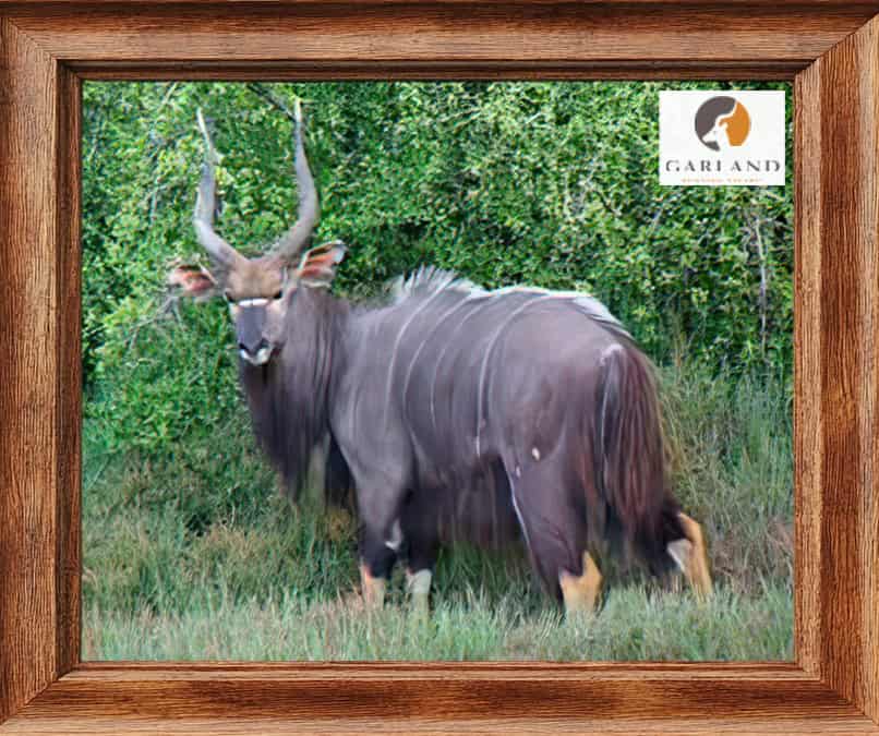 Nyala hunt package