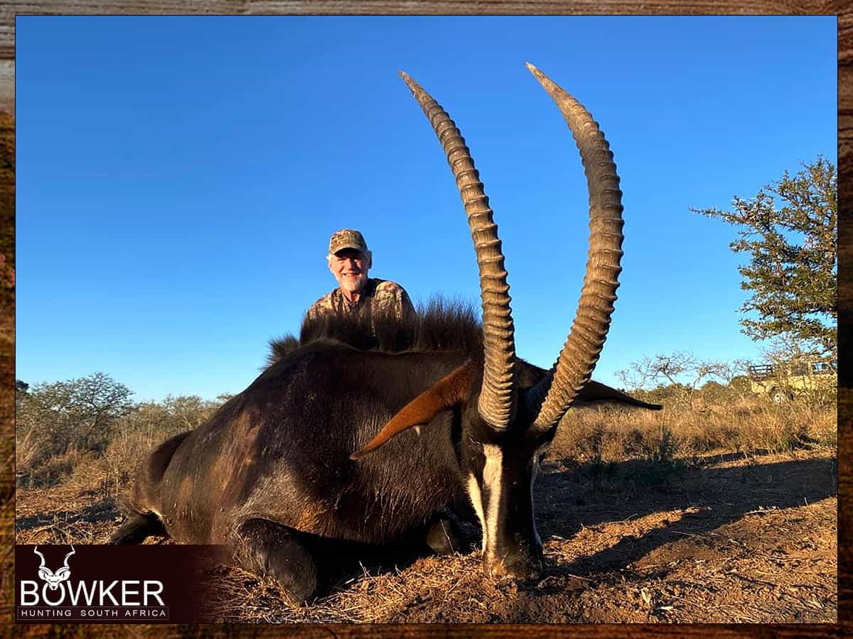 African Hunting Safari - How Much does a Hunt in Africa Cost? 2 African plains game list Sable Antelope trophy