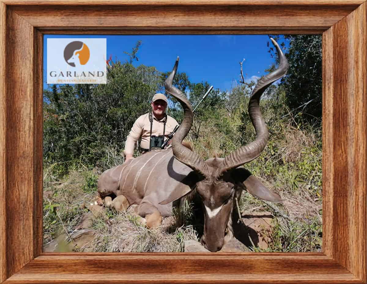 Very large East cape kudu shot with Garland safaris