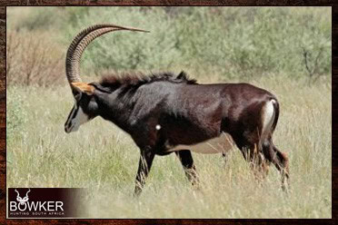 African Hunting Safari - How Much does a Hunt in Africa Cost? 9 Big game sable antelope package.