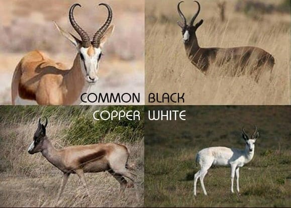 The four-color phases common, black, white, and copper. The four-color phases common, black, white, and copper.