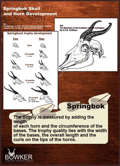 skull and horns Springbok horn development over time.