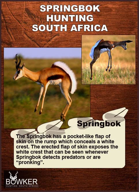 Distribution of the springbok Springbok prancing.