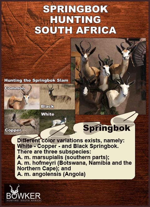 Predators of the springbok Springbok color variations. Black, white, copper and common springbok.