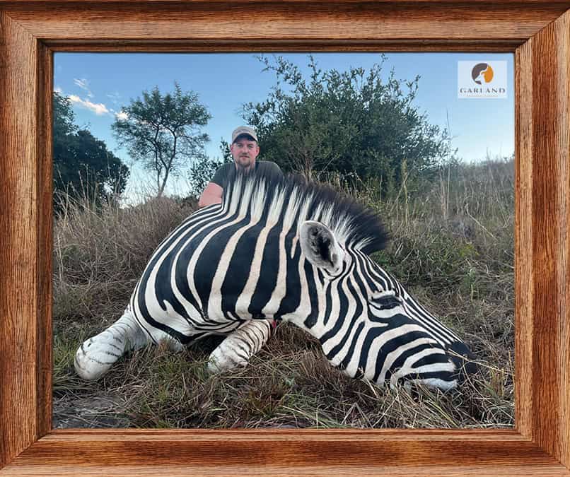 Zebra hunted with Brendon Moorcraft
